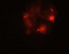 Fig 6 g' showing a DIC image of a cleavage arrested embryo