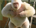 9. Snowflake, the only known albino gorilla
