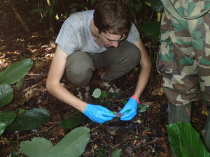 Collecting a fresh chimpanzee fecal sample in Lobeke National Park in southeast Cameroon.