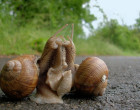 Courtship in the edible snail, Helix pomatia