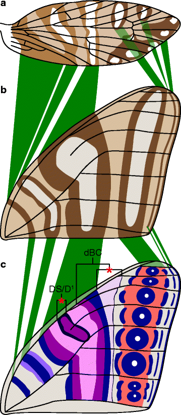 Comparison of wing pattern