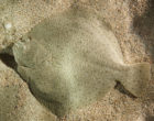 turbot-picture