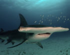 Great hammerhead shark (Albert kok, Wikimedia commons, CC)