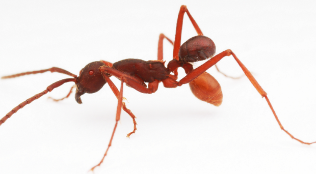 Beetle attached to army ant
