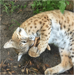 A female bobcat enjoying some silver vine at Big Cat Rescue, Florida. 
