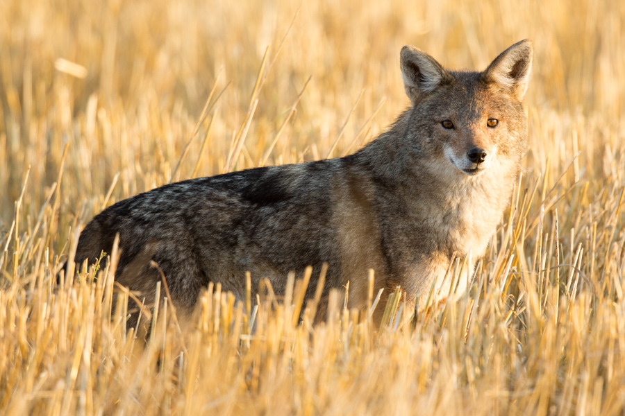 African wolf from the Bale Mountains, Ethiopia
