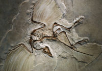 Archaeopteryx_fossil