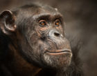Portrait of a male Chimpanzee