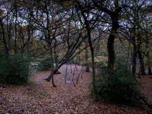 Photograph showing a shadowy woodland scene with autumn leaves covering the ground