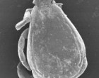 Rhipicephalus sanguineus. Image credit: Otranto et al., 2014