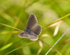 The Alcon Blue Butterfly
image from www.greenwings,co