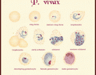 Red blood cell stages of P. vivax