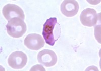 James gametocyte