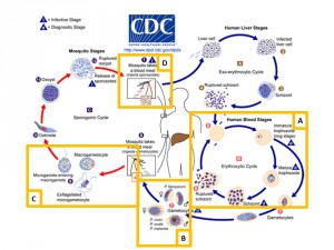 Figure 1: P. falciparum life-cycle, adapted from CDC information sheet available at https://www.cdc.gov/dpdx/malaria/index.html. A) Asexual blood stage parasites. B) Formation of gametocytes and transmission to mosquito vector. C) Sexual reproduction of gametes in mosquito. D) Transmission of Plasmodium sporozoites.