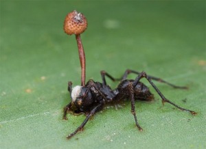 The Zombie-Ant Fungus. image from https://questionableevolution.com/2012/08/08/the-zombie-apocalypse-already-underway/ 