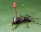 The Zombie-Ant Fungus.
image from https://questionableevolution.com/2012/08/08/the-zombie-apocalypse-already-underway/