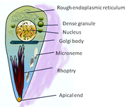 Diagram of Toxoplasma tachyzoite