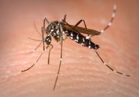 1280px-Aedes_Albopictus