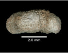 Cynodont coprolite found in Rio do Grande, Brazil