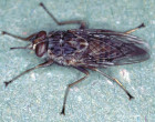 Glossina morsitans adult tsetse fly