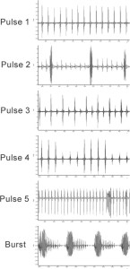 Traces from six pulse-type and one burst-type songs. From Vigoder et al. Parasites & Vectors 2015 8:290 https://www.parasitesandvectors.com/content/8/1/290/figure/F1