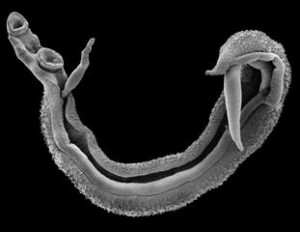 Scanning Electron Image of a Schistosome worm pair – Photo copyright NHM