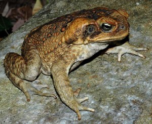 The cane toad, Rhinella arina (photo:Froggydarb)