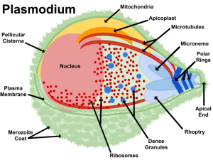 Plasmodium cell structure including the apicoplast. (Image: wikicommons)