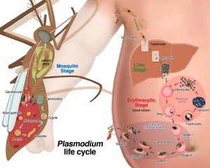 The malaria life cycle. From Wikicommons