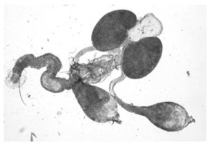 Anopheles male accessory glands and testes. Taken from MRH Handbook in Anopheles research. Original source: Mahmood F, Reisen WK (1982) 