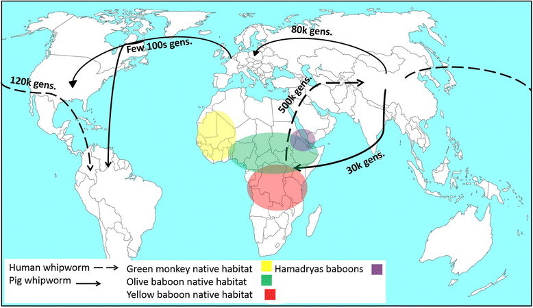 Fig. 4 from Hawash et al (2016). Summary of the evolutionary history showing possible dispersal routes of the human whipworms (dashed line) and pig whipworms (solid line) with the estimated time of divergence given as number of generations as estimated by Genetree. The native habitats in Africa of the different non-human primates (olive baboon (green), hamadrya baboons (purple), Yellow baboon (red) and African green monkey (yellow)) are indicated in the map. The origin of human Trichuris is believed to be in Africa where the parasite was transmitted to humans through early ancestors of primates while pigs evolved in China where it presumably acquired whipworms. Source of map: https://d-maps.com/carte.php?num_car=13180&lang=en. Map modified using Microsoft PowerPoint and GIMP 2
