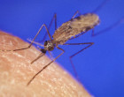 Anopheles Gambiae mosquito