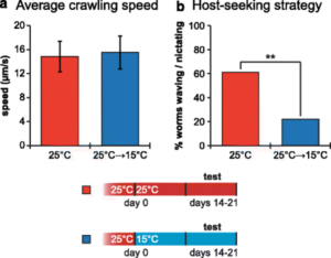 Ste. carpocapsae shows temperature-induced changes in host-seeking strategy. Source: https://0-bmcbiol-biomedcentral-com.brum.beds.ac.uk/articles/10.1186/s12915-016-0259-0