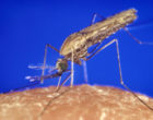 anopheles-gambiae-mosquito