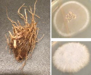 Rhizome of Cyperus rotundus and the two fungal cultures associated with it. Source: https://0-malariajournal-biomedcentral-com.brum.beds.ac.uk/articles/10.1186/s12936-016-1536-7