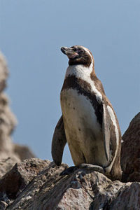 Humboldt penguin, Spheniscus humboldti. Sorce: wikipedia