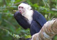 White_faced_Capuchin