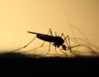 mosquito-3860900_1280