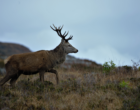 Red deer stag in Scotland_01
