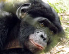 A bonobo's face looks at the camera.