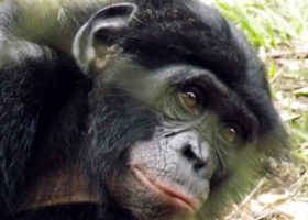 A bonobo's face looks at the camera.