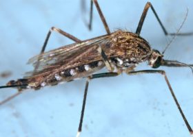 Aedes japonicus adult mosquito. Source: James Gathany, CDC, Public Domain.
