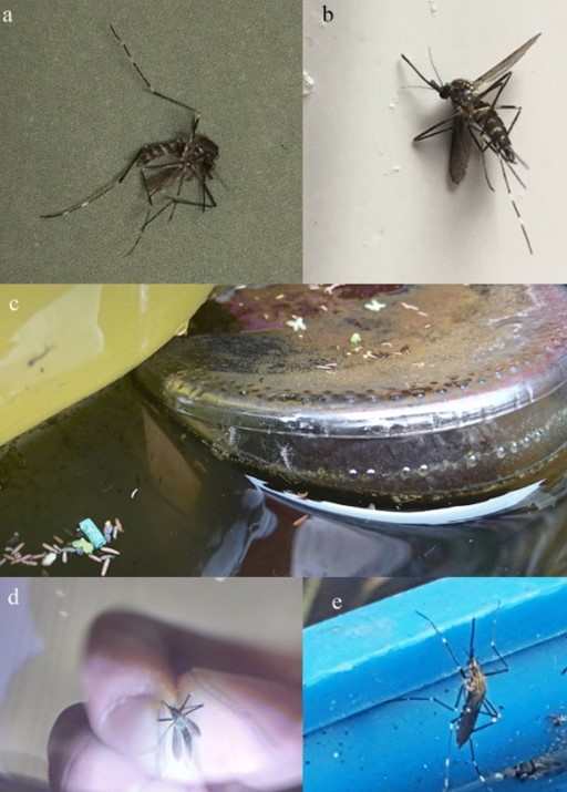 Photos of Aedes japonicus adults submitted by users of the citizen science platform Mosquito Alert. Source: Eritja et al., 2019.