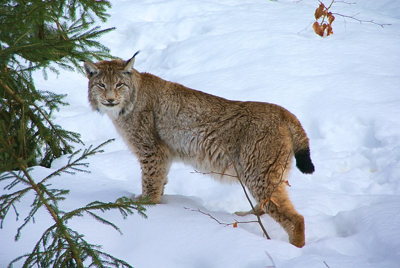 Eurasian Lynx in National Park Bavarian Forest. Photo credit Aconcagua under Creative Commons licence.