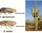 Drosophila spp. that feed on cacti in the Sonoron desert. Source: https://steemit.com/stem-espanol/@hogarcosmico/barreras-reproductivas-mar-ecologico-o-habitat