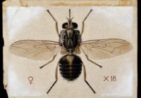 A tsetse fly (Glossina palpalis). Coloured drawing by A.J.E.
