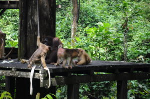 macaques looking for scraps 