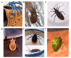 Photograph collage showing examples of specimens submitted through the campaign
