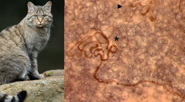 Left: Felis Silvestris (European wildcat). SOurce: Luc Lviatour, Wikimedia Commons. CC BY-SA 3.0. Right: Lung section showing Aelurostrongylus abstrusus. Source: Bisterfeld et al., 2022.