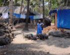 A woman in a blue sari stands over a family of pigs that are feeding form a bowl over the ground.